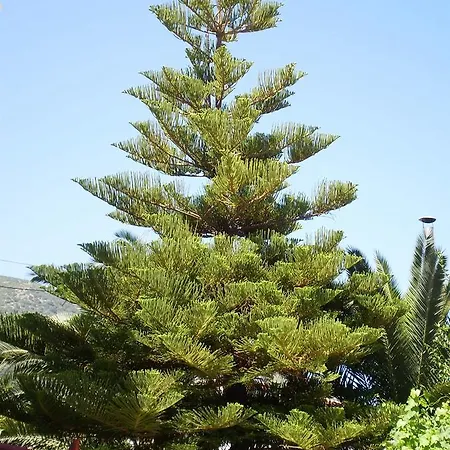 Gogo's - γωγώ & 4* נידרי