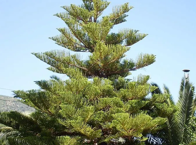 Gogo's - γωγώ & 4* Nidhrion